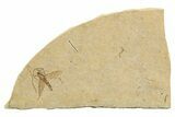 Detailed Fossil Fly (Plecia) - France #259839-1